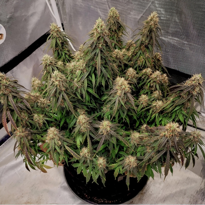 Semillas de marihuana feminizadas autoflorecientes Auto Power Plant de Dutch Passion Seeds, interior.