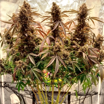 Semillas de marihuana feminizadas autoflorecientes Auto Power Plant de Dutch Passion Seeds, planta.