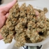 Semillas de marihuana feminizadas autoflorecientes Auto Power Plant de Dutch Passion Seeds, cogollos secos.