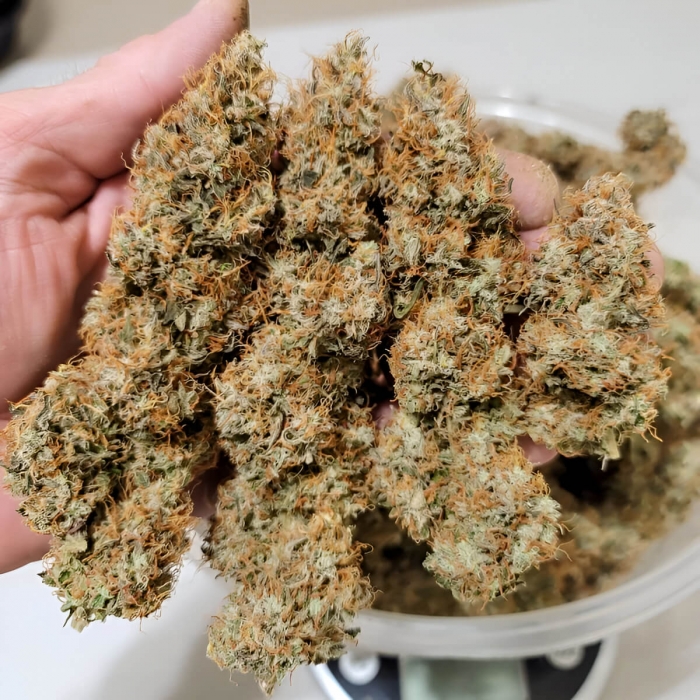 Semillas de marihuana feminizadas autoflorecientes Auto Power Plant de Dutch Passion Seeds, cogollos secos.