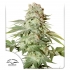 Semillas de marihuana feminizadas autoflorecientes Auto Power Plant de Dutch Passion Seeds, portada.
