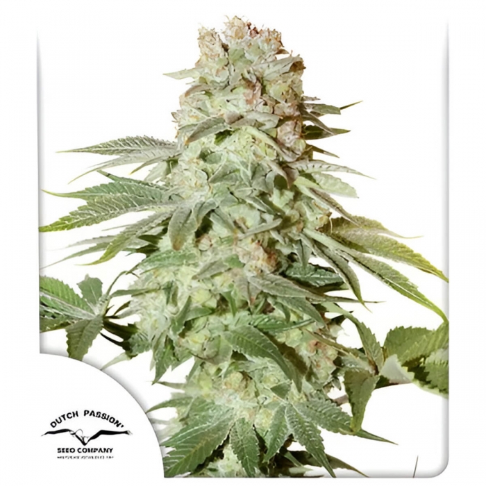 Semillas de marihuana feminizadas autoflorecientes Auto Power Plant de Dutch Passion Seeds, portada.