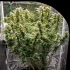 Semillas de marihuana feminizadas autoflorecientes Auto Skywalker Haze de Dutch Passion Seeds, cultivo de interior.