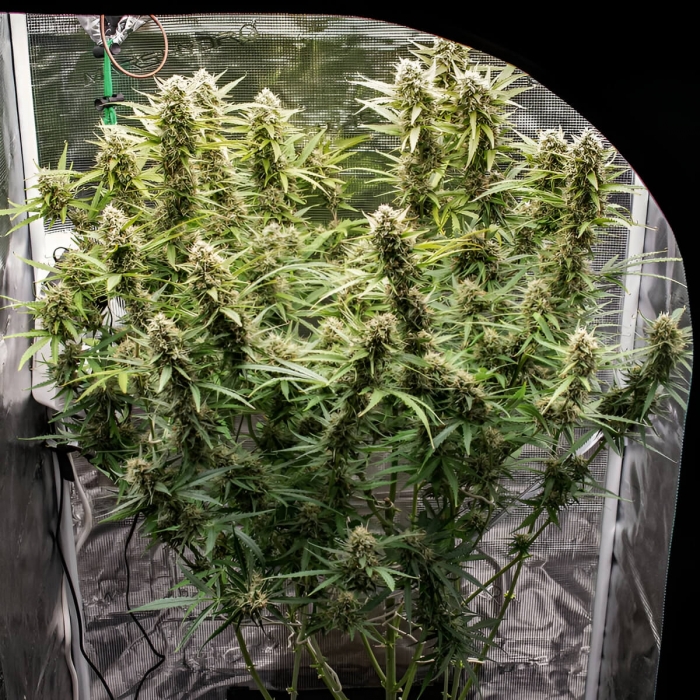Semillas de marihuana feminizadas autoflorecientes Auto Skywalker Haze de Dutch Passion Seeds, cultivo de interior.