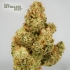 AUTO SKYWALKER HAZE (Dutch Passion Seeds)