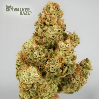 Semillas de marihuana feminizadas autoflorecientes Auto Skywalker Haze de Dutch Passion Seeds, cogollo pelado.