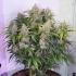 Semillas de marihuana feminizadas autoflorecientes Auto Skywalker Haze de Dutch Passion Seeds, planta productiva.