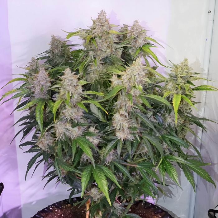Semillas de marihuana feminizadas autoflorecientes Auto Skywalker Haze de Dutch Passion Seeds, planta productiva.
