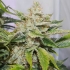 Semillas de marihuana feminizadas autoflorecientes Auto Skywalker Haze de Dutch Passion Seeds, cogollo.