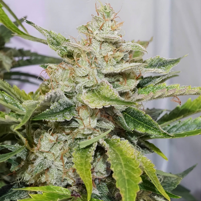 Semillas de marihuana feminizadas autoflorecientes Auto Skywalker Haze de Dutch Passion Seeds, cogollo.