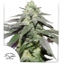 Semillas de marihuana feminizadas autoflorecientes Auto Skywalker Haze de Dutch Passion Seeds, portada.