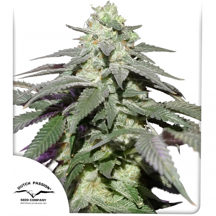Semillas de marihuana feminizadas autoflorecientes Auto Skywalker Haze de Dutch Passion Seeds, portada.