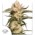 Semillas de marihuana feminizadas autoflorecientes Auto Trichome & Cream de Dutch Passion Seeds, portada.