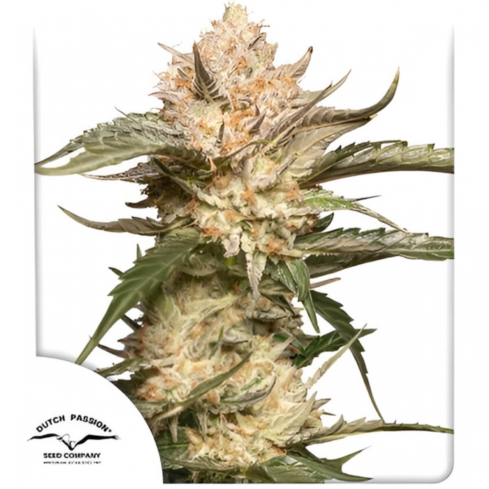 Semillas de marihuana feminizadas autoflorecientes Auto Trichome & Cream de Dutch Passion Seeds, portada.