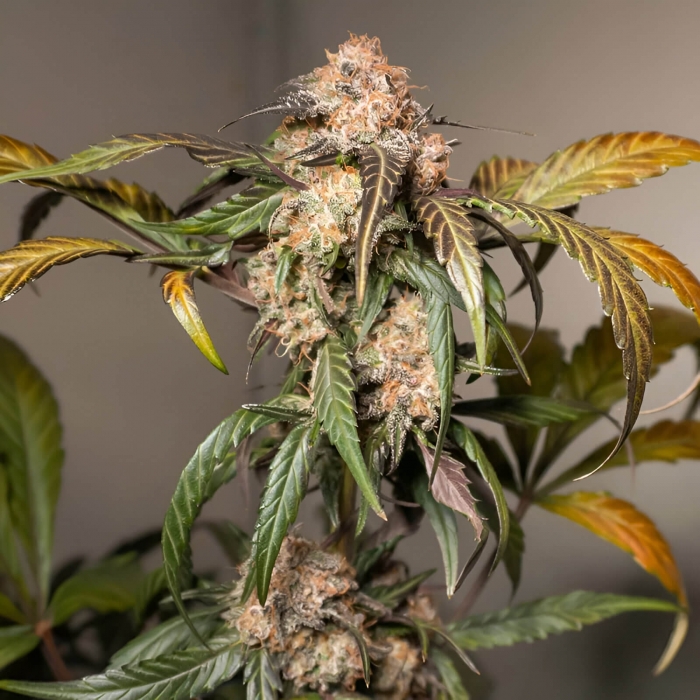Semillas de marihuana feminizadas autoflorecientes Auto Trichome & Cream de Dutch Passion Seeds, punta.