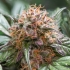 AUTO TRICHOME AND CREAM (Dutch Passion Seeds)