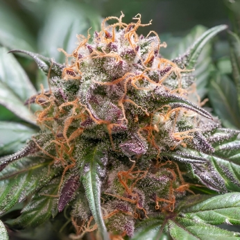 Semillas de marihuana feminizadas autoflorecientes Auto Trichome & Cream de Dutch Passion Seeds, cogollo compacto.