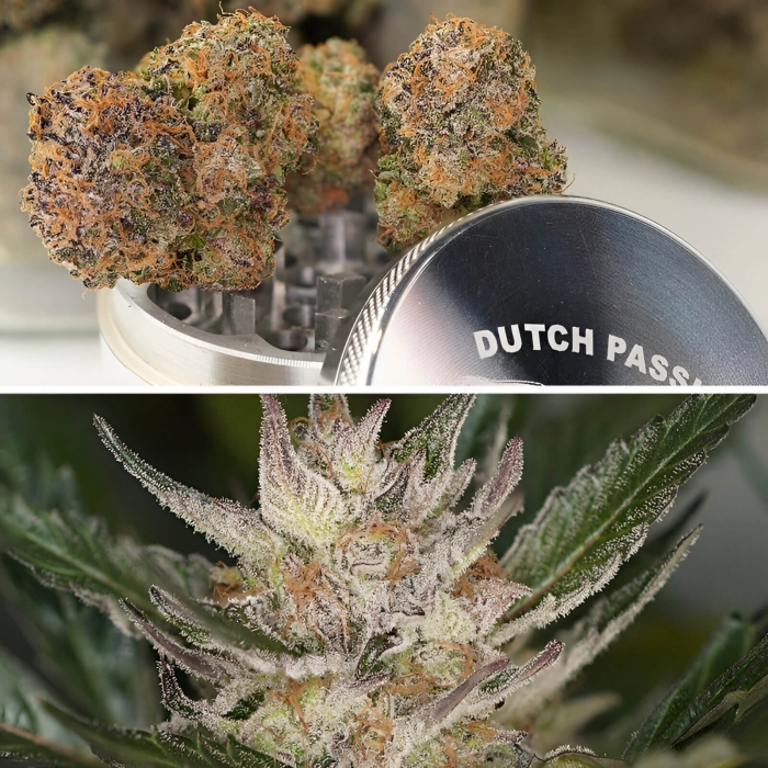 Semillas de marihuana feminizadas autoflorecientes Auto Trichome & Cream de Dutch Passion Seeds, resina.