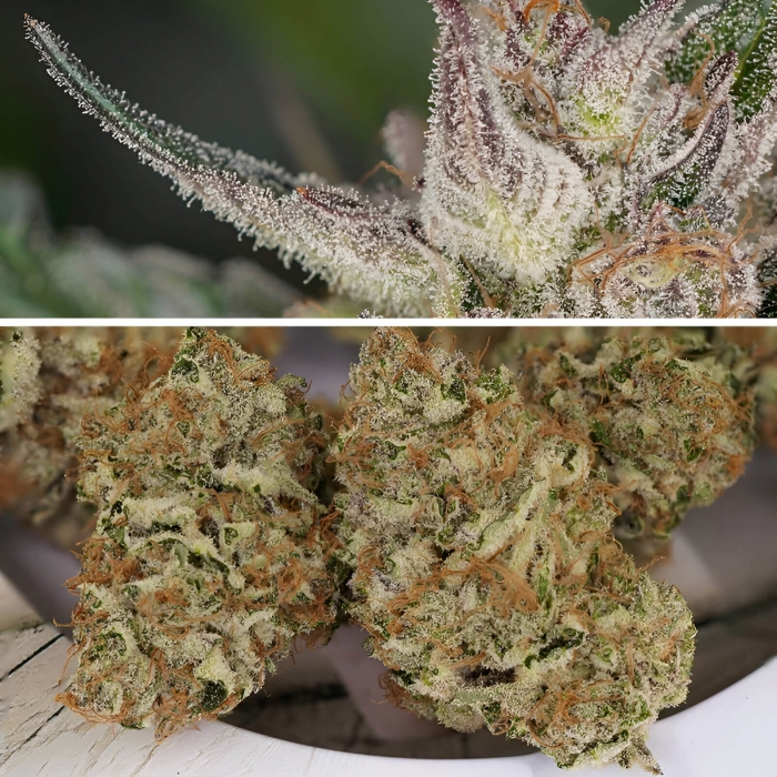 Semillas de marihuana feminizadas autoflorecientes Auto Trichome & Cream de Dutch Passion Seeds, cogollos.