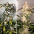 Semillas de marihuana feminizadas autoflorecientes Auto Trichome & Cream de Dutch Passion Seeds, puntas principales.