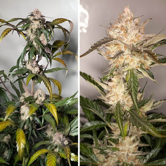Semillas de marihuana feminizadas autoflorecientes Auto Trichome & Cream de Dutch Passion Seeds, puntas principales.