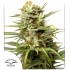 Auto White Widow de Dutch Passion - Semillas de marihuana autofloreciente, portada.
