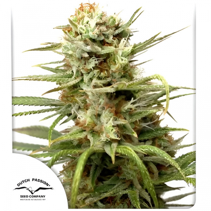 Auto White Widow de Dutch Passion - Semillas de marihuana autofloreciente, portada.