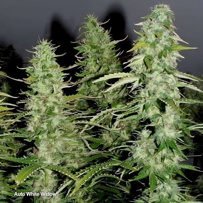 Auto White Widow de Dutch Passion - Semillas de marihuana autofloreciente, puntas principales.