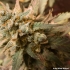 Auto White Widow de Dutch Passion - Semillas de marihuana autofloreciente, cogollo.
