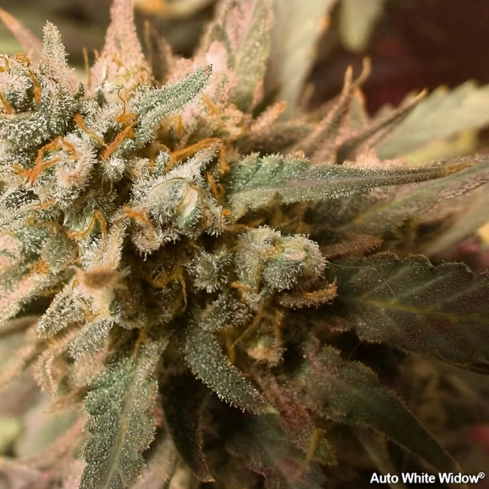 Auto White Widow de Dutch Passion - Semillas de marihuana autofloreciente, cogollo.