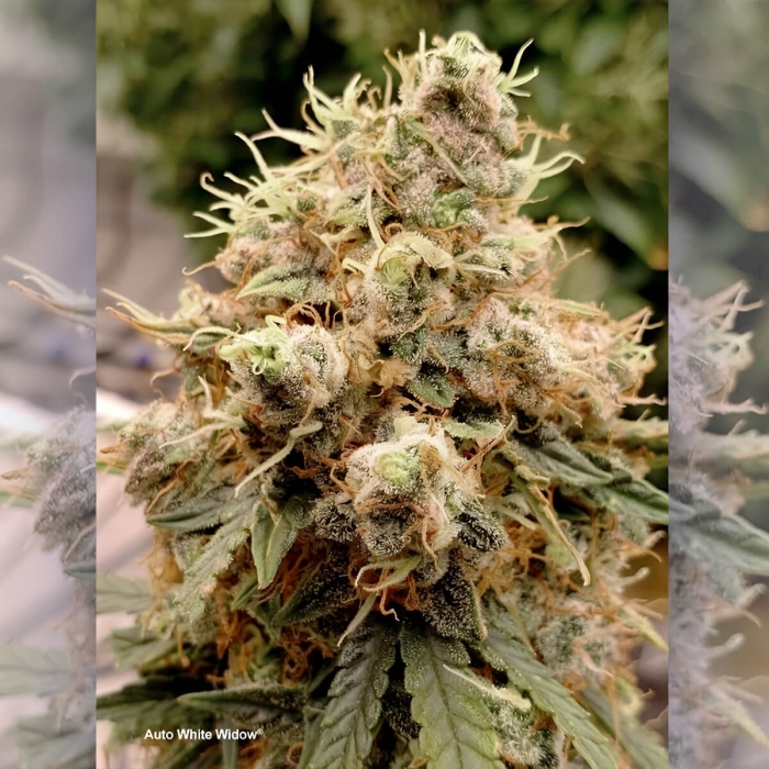 Auto White Widow de Dutch Passion - Semillas de marihuana autofloreciente, cogollo resinoso.