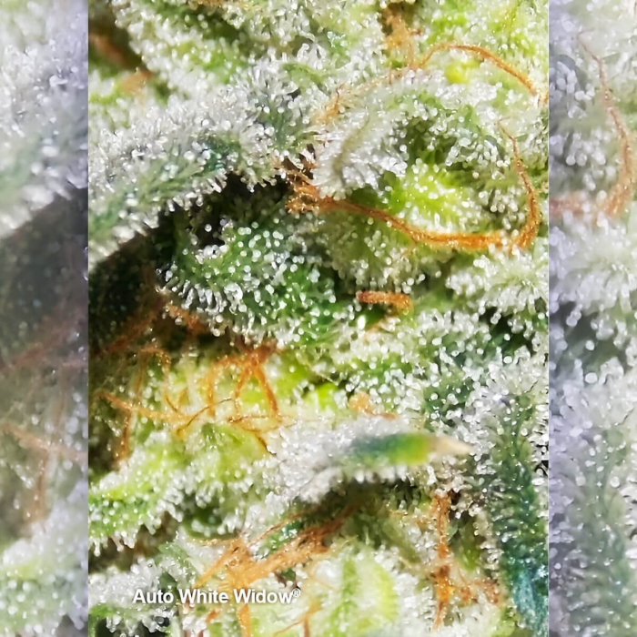 Auto White Widow de Dutch Passion - Semillas de marihuana autofloreciente, resina.