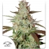 Semillas de marihuana feminizadas autoflorecientes Auto Blue Mazar de Dutch Passion Seeds, portada.