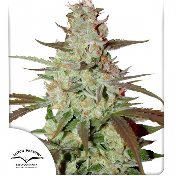 Semillas de marihuana feminizadas autoflorecientes Auto Blue Mazar de Dutch Passion Seeds, portada.