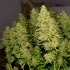 Semillas de marihuana feminizadas autoflorecientes Auto Blue Mazar de Dutch Passion Seeds, puntas enormes.