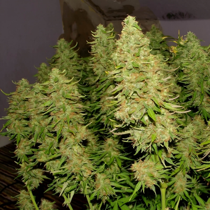 Semillas de marihuana feminizadas autoflorecientes Auto Blue Mazar de Dutch Passion Seeds, puntas enormes.