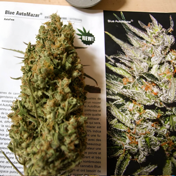Semillas de marihuana feminizadas autoflorecientes Auto Blue Mazar de Dutch Passion Seeds, cogollo grande.
