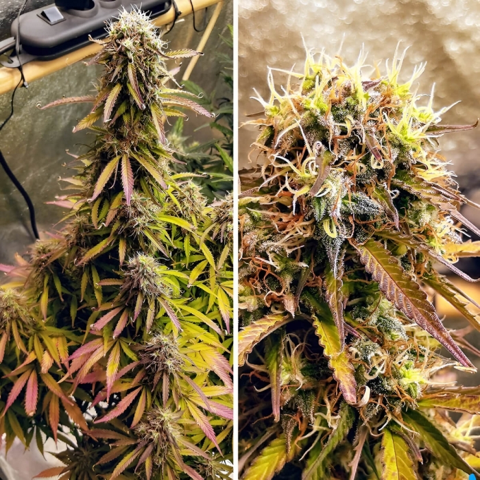 Semillas de marihuana feminizadas autoflorecientes Auto Blue Mazar de Dutch Passion Seeds, planta morada.