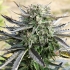 AUTO BLUE MAZAR (Dutch Passion Seeds)