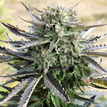 Semillas de marihuana feminizadas autoflorecientes Auto Blue Mazar de Dutch Passion Seeds, cogollo compacto.
