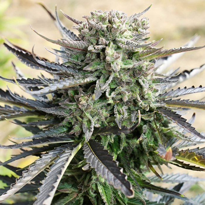 Semillas de marihuana feminizadas autoflorecientes Auto Blue Mazar de Dutch Passion Seeds, cogollo compacto.