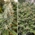 Semillas de marihuana feminizadas Amsterdam Amnesia de Dutch Passion Seeds, cultivo de exterior.