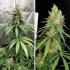 Semillas de marihuana feminizadas Amsterdam Amnesia de Dutch Passion Seeds, cultivo de interior.