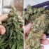 Semillas de marihuana feminizadas Amsterdam Amnesia de Dutch Passion Seeds, cogollo resinoso.