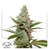 Semillas de marihuana feminizadas Amsterdam Amnesia de Dutch Passion Seeds, cogollo resinoso.