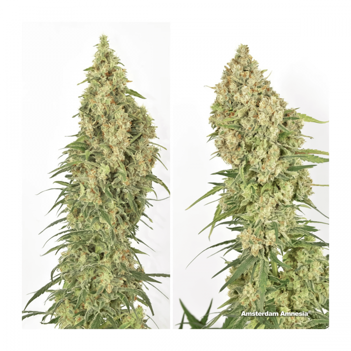 Semillas de marihuana feminizadas Amsterdam Amnesia de Dutch Passion Seeds, puntas enormes.