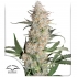 Semilla de marihuana feminizada Critical Orange Punch de Dutch Passion, portada.