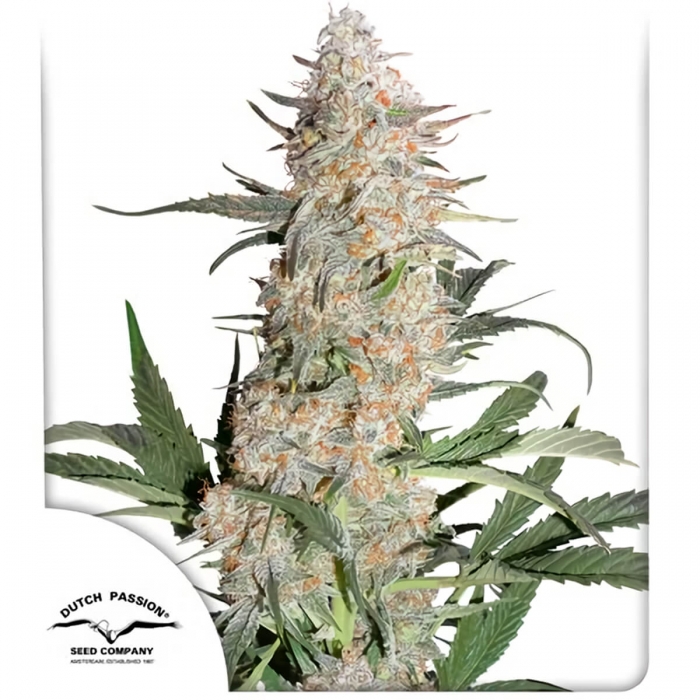 Semilla de marihuana feminizada Critical Orange Punch de Dutch Passion, portada.