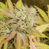 CRITICAL ORANGE PUNCH (Dutch Passion Seeds)