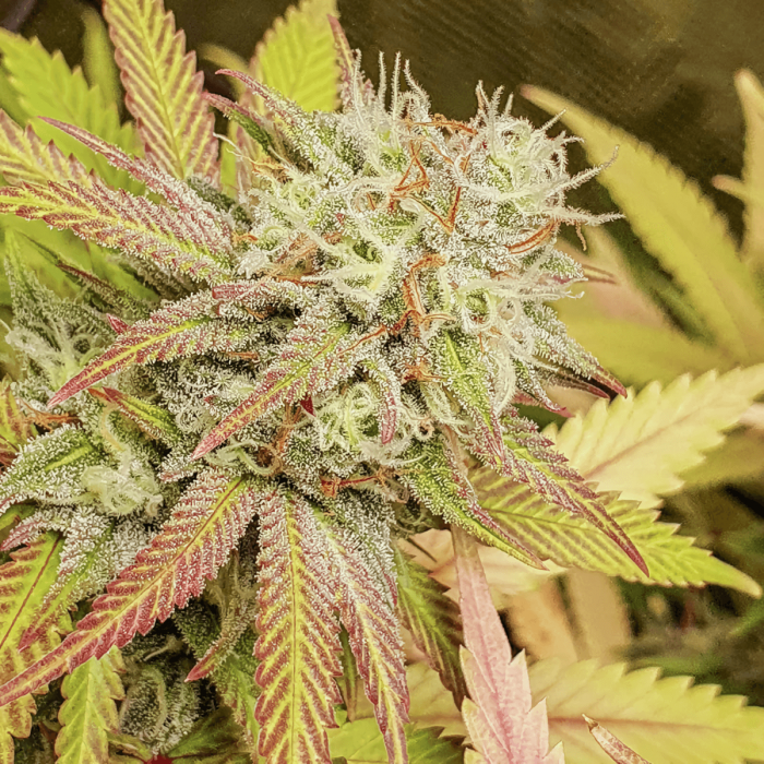 Semilla de marihuana feminizada Critical Orange Punch de Dutch Passion, cogollo resinoso.